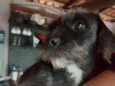 Dora