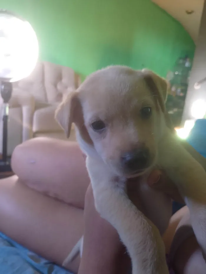 Cachorro ra a SRD-ViraLata idade 2 a 6 meses nome Ainda não tem nomes 