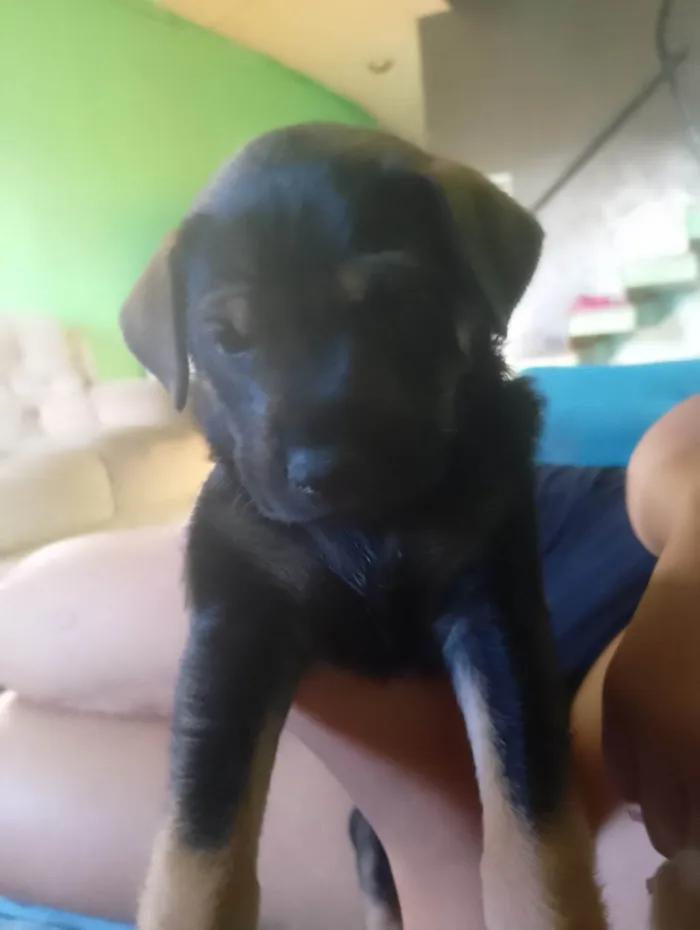 Cachorro ra a SRD-ViraLata idade 2 a 6 meses nome Ainda não tem nomes 