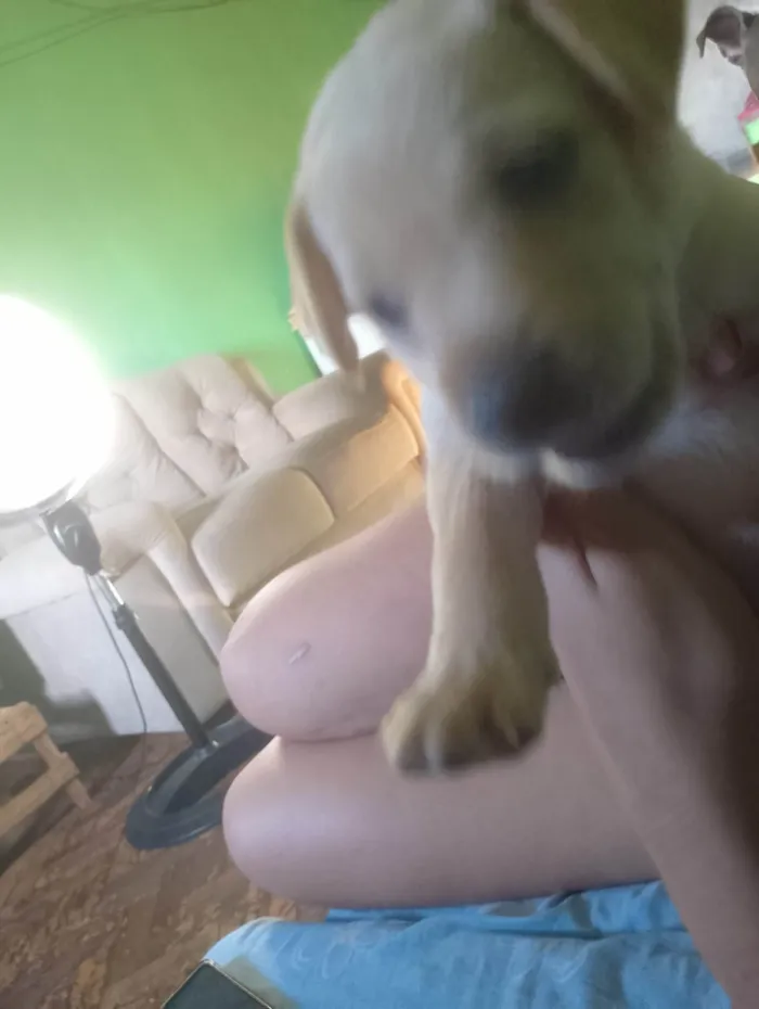 Cachorro ra a SRD-ViraLata idade 2 a 6 meses nome Ainda não tem nomes 