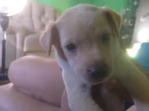 Cachorro raça SRD-ViraLata idade 2 a 6 meses nome Ainda não tem nomes 