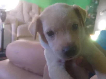 Cachorro raça SRD-ViraLata idade 2 a 6 meses nome Ainda não tem nomes 