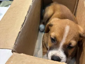 Cachorro raça SRD-ViraLata idade Abaixo de 2 meses nome NARUTO