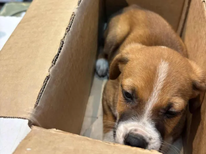 Cachorro ra a SRD-ViraLata idade Abaixo de 2 meses nome NARUTO