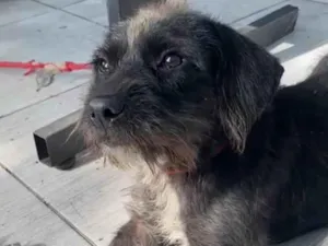 Cachorro raça SRD-ViraLata idade 2 anos nome Dora