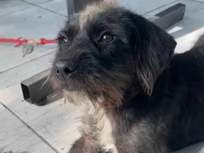 Cachorro raça SRD-ViraLata idade 2 anos nome Dora