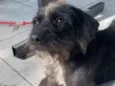 Dora