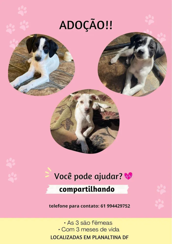 Cachorro ra a SRD-ViraLata idade 2 a 6 meses nome MARIELE, ANIELE E GLEISY