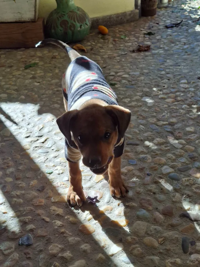 Cachorro ra a SRD-ViraLata idade Abaixo de 2 meses nome Nao tem 