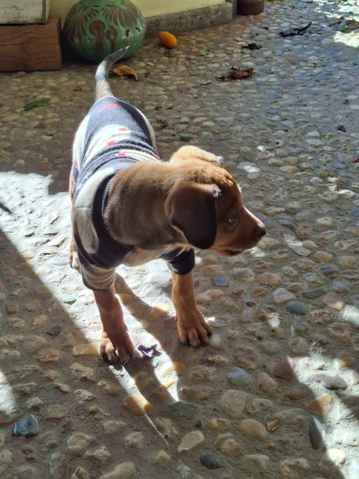 Cachorro ra a SRD-ViraLata idade Abaixo de 2 meses nome Nao tem 