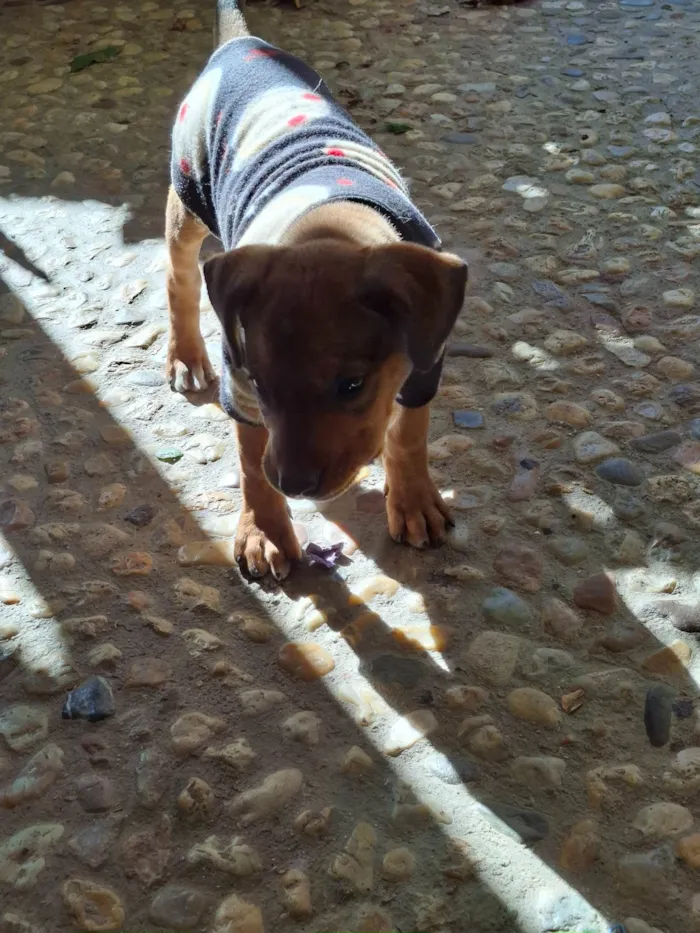 Cachorro ra a SRD-ViraLata idade Abaixo de 2 meses nome Nao tem 