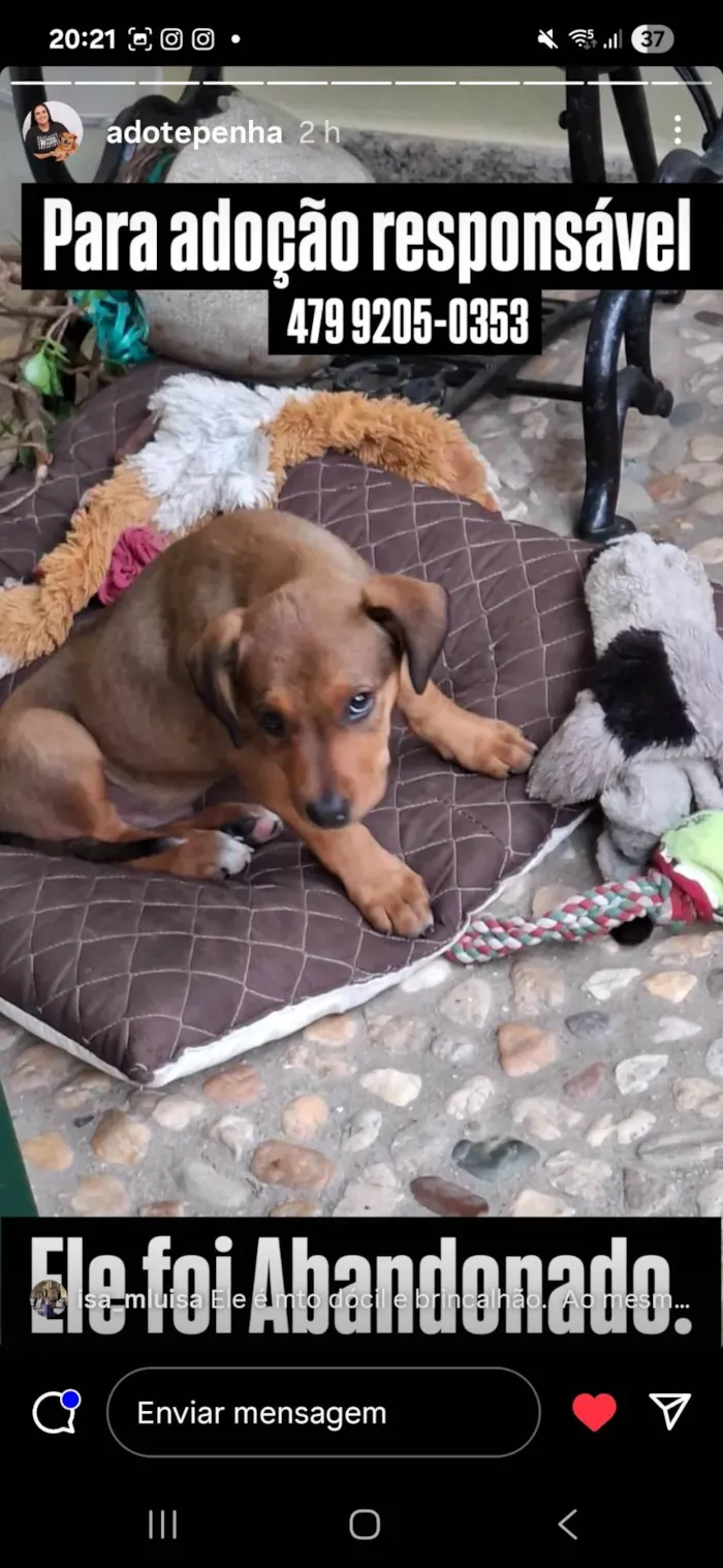 Cachorro ra a SRD-ViraLata idade Abaixo de 2 meses nome Nao tem 