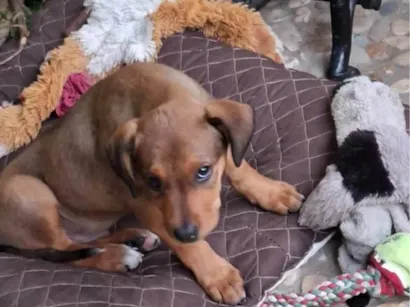 Cachorro raça SRD-ViraLata idade Abaixo de 2 meses nome Nao tem 