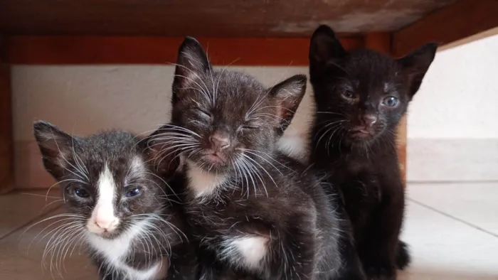 Gato ra a SRD-ViraLata idade Abaixo de 2 meses nome sem nome