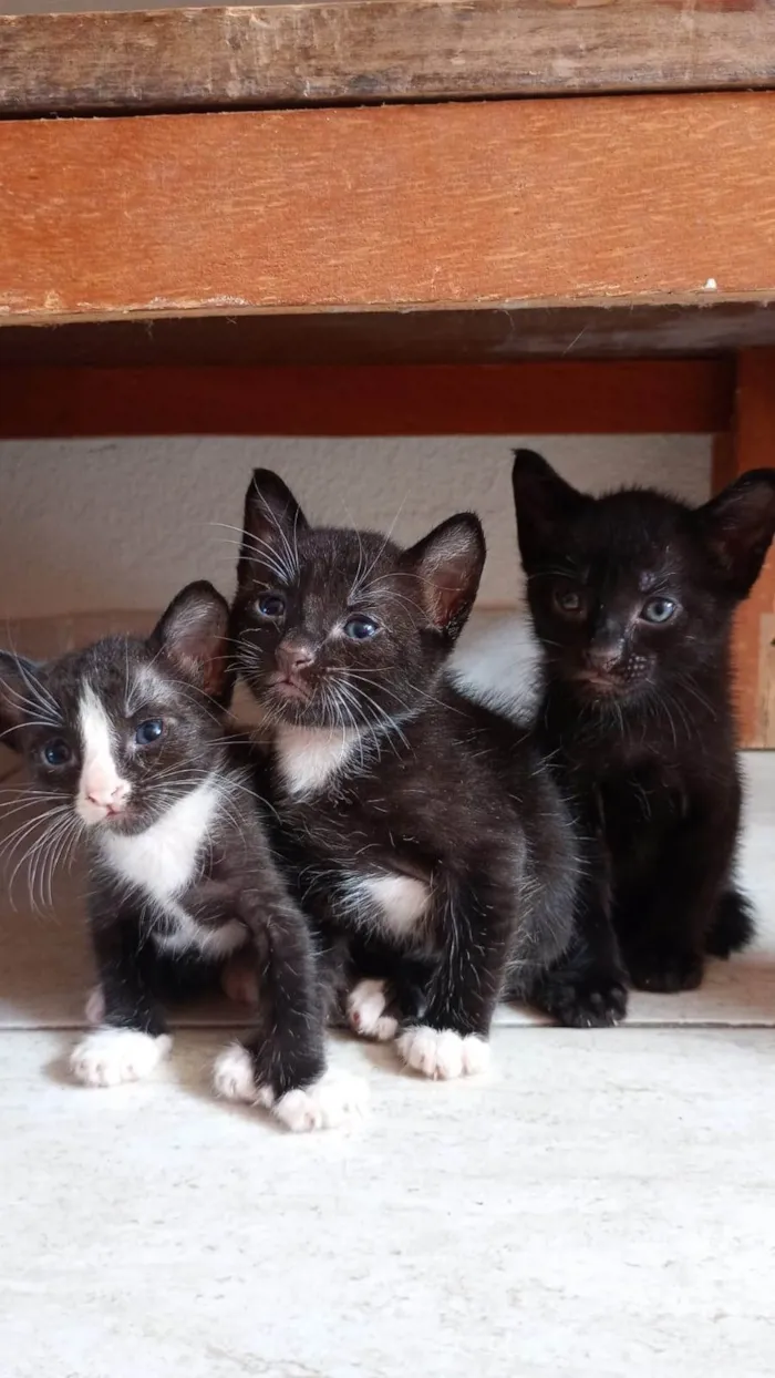 Gato ra a SRD-ViraLata idade Abaixo de 2 meses nome sem nome