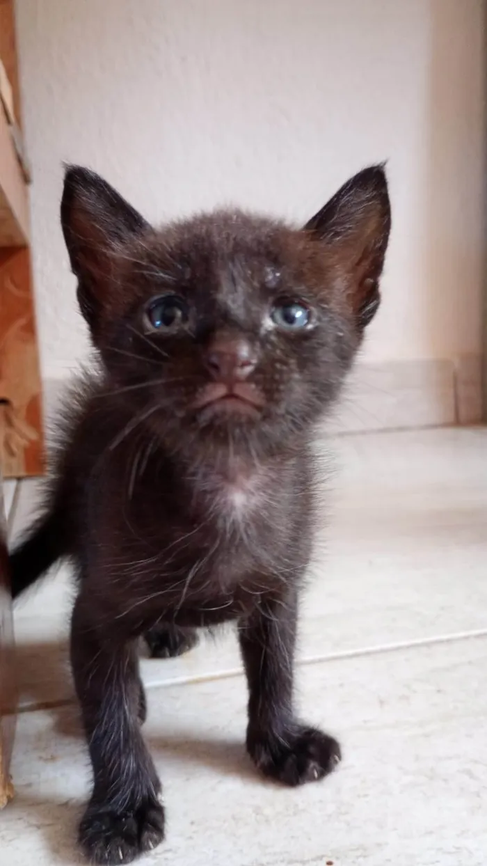 Gato ra a SRD-ViraLata idade Abaixo de 2 meses nome sem nome