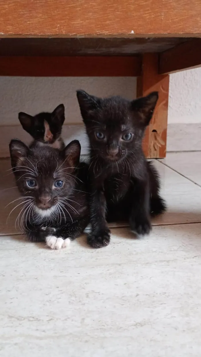 Gato ra a SRD-ViraLata idade Abaixo de 2 meses nome sem nome
