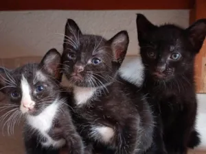 Gato raça SRD-ViraLata idade Abaixo de 2 meses nome sem nome