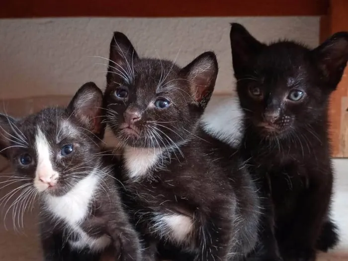 Gato ra a SRD-ViraLata idade Abaixo de 2 meses nome sem nome
