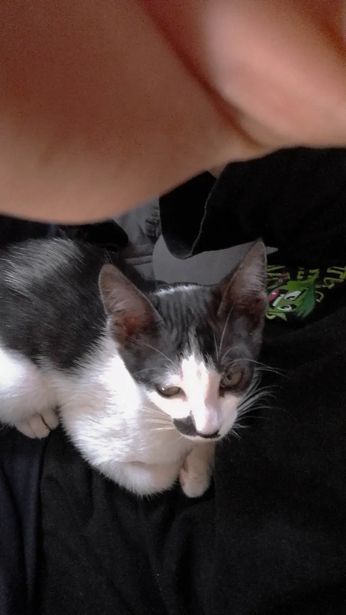Gato ra a SRD-ViraLata idade Abaixo de 2 meses nome Sid