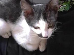 Gato raça SRD-ViraLata idade Abaixo de 2 meses nome Sid