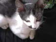 Sid