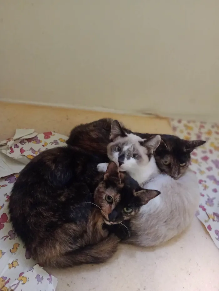 Gato ra a SRD-ViraLata idade 7 a 11 meses nome Gatinhas tricolors e gatinho branco