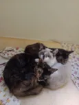 Gatinhas tricolors e gatinho branco