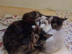 Gato raça SRD-ViraLata idade 7 a 11 meses nome Gatinhas tricolors e gatinho branco