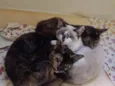 Gatinhas tricolors e gatinho branco