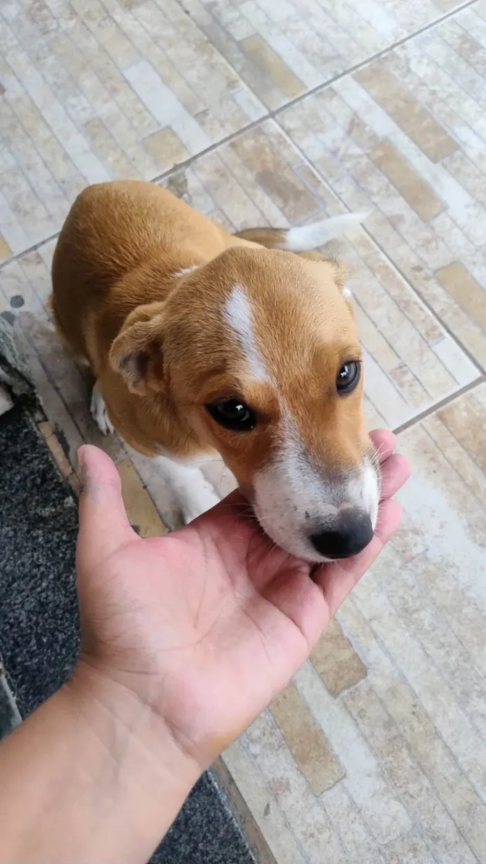 Cachorro ra a SRD-ViraLata idade 2 a 6 meses nome amora 