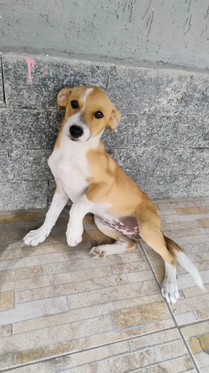 Cachorro ra a SRD-ViraLata idade 2 a 6 meses nome amora 
