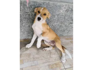 Cachorro raça SRD-ViraLata idade 2 a 6 meses nome amora 