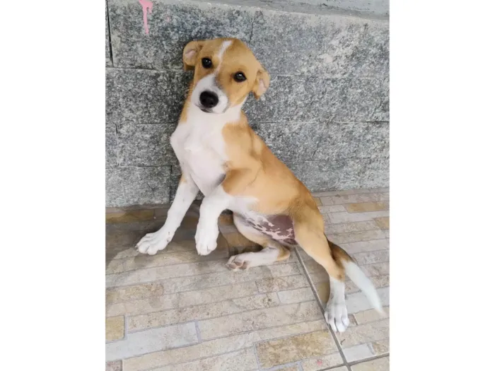 Cachorro ra a SRD-ViraLata idade 2 a 6 meses nome amora 