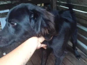 Cachorro raça SRD-ViraLata idade 7 a 11 meses nome Pretinho 