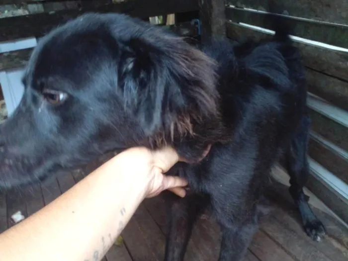 Cachorro ra a SRD-ViraLata idade 7 a 11 meses nome Pretinho