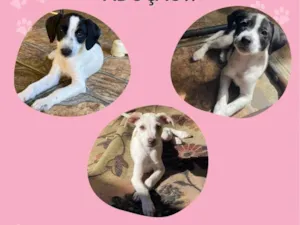 Cachorro raça SRD-ViraLata idade 2 a 6 meses nome MARIELE, ANIELE E GLEISY