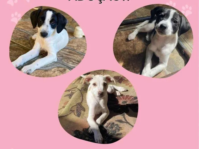 Cachorro ra a SRD-ViraLata idade 2 a 6 meses nome MARIELE, ANIELE E GLEISY