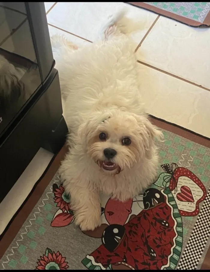 Cachorro ra a SRD-ViraLata idade 7 a 11 meses nome Luck