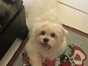 Cachorro raça SRD-ViraLata idade 7 a 11 meses nome Luck