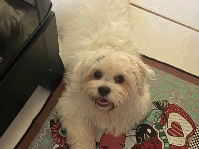 Cachorro ra a SRD-ViraLata idade 7 a 11 meses nome Luck