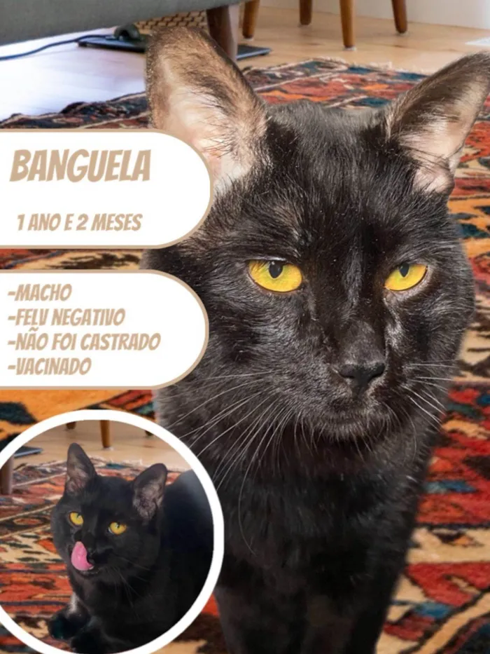 Gato ra a SRD-ViraLata idade 1 ano nome Banguela