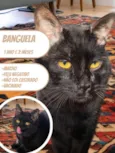 Banguela