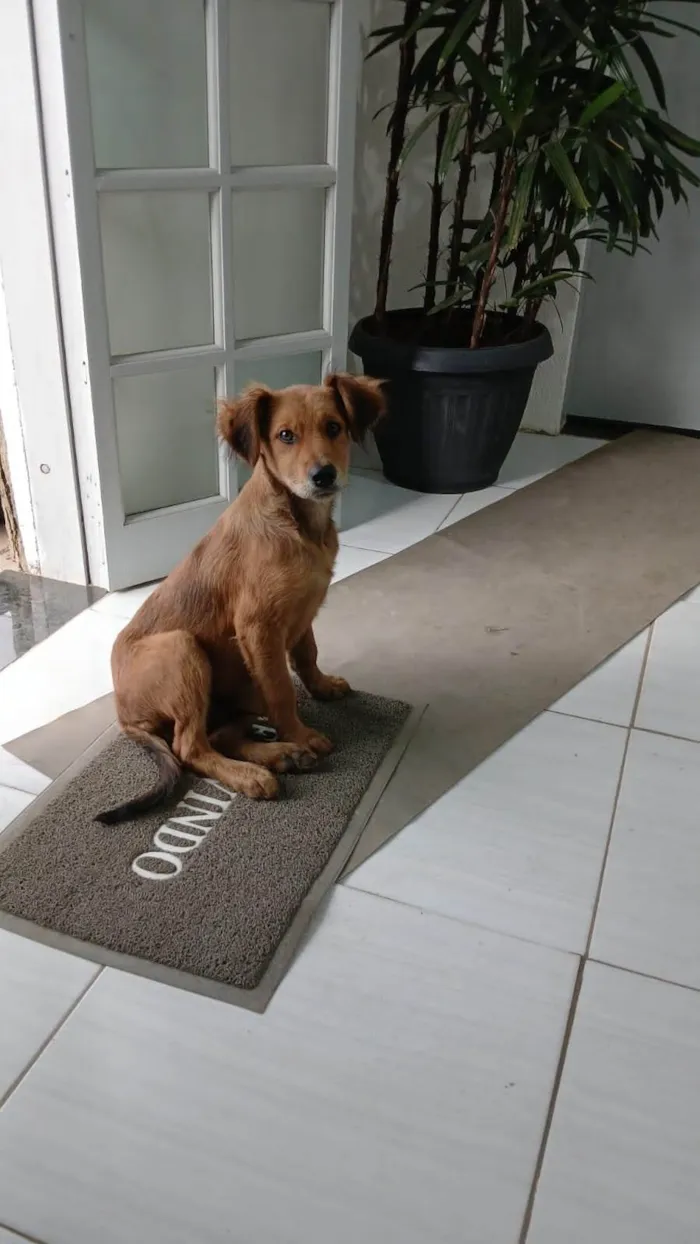 Cachorro ra a SRD-ViraLata idade 2 a 6 meses nome Francisco