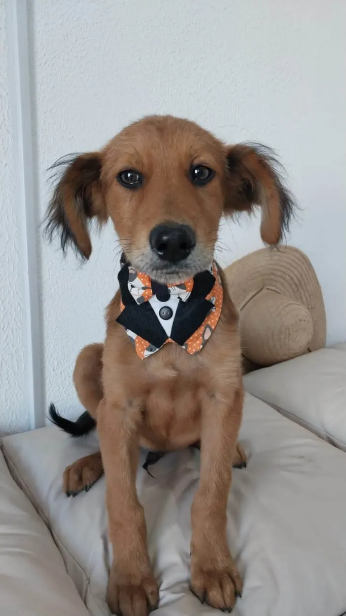 Cachorro ra a SRD-ViraLata idade 2 a 6 meses nome Francisco