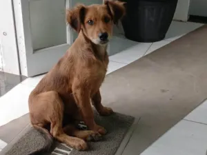 Cachorro raça SRD-ViraLata idade 2 a 6 meses nome Francisco