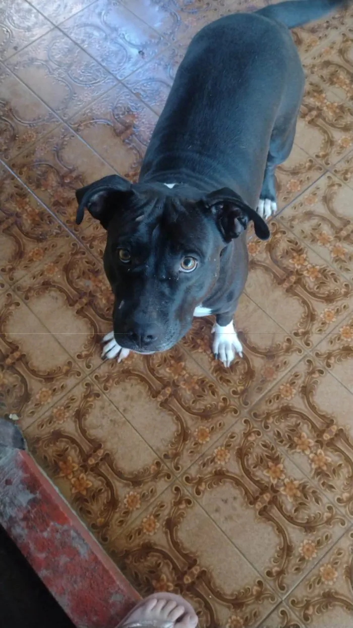 Cachorro ra a Pit-Bull idade 2 anos nome Pity