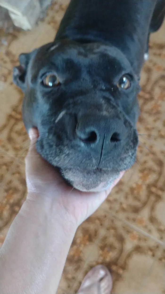 Cachorro ra a Pit-Bull idade 2 anos nome Pity