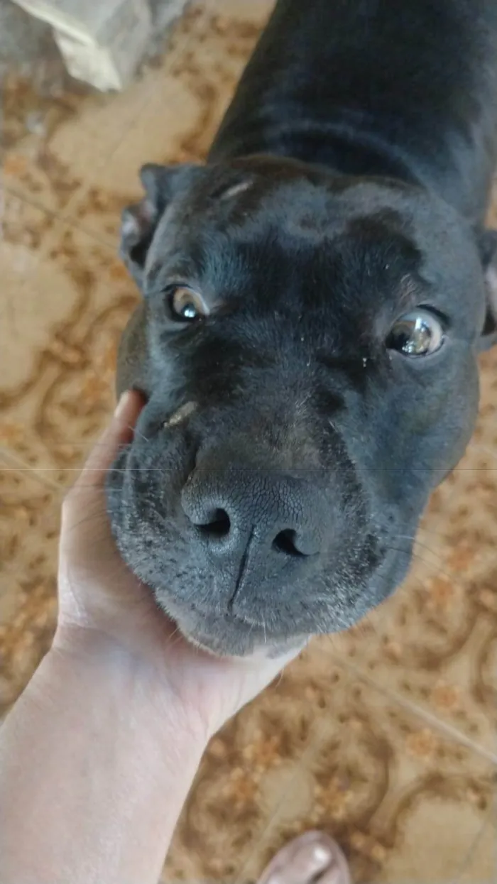 Cachorro ra a Pit-Bull idade 2 anos nome Pity
