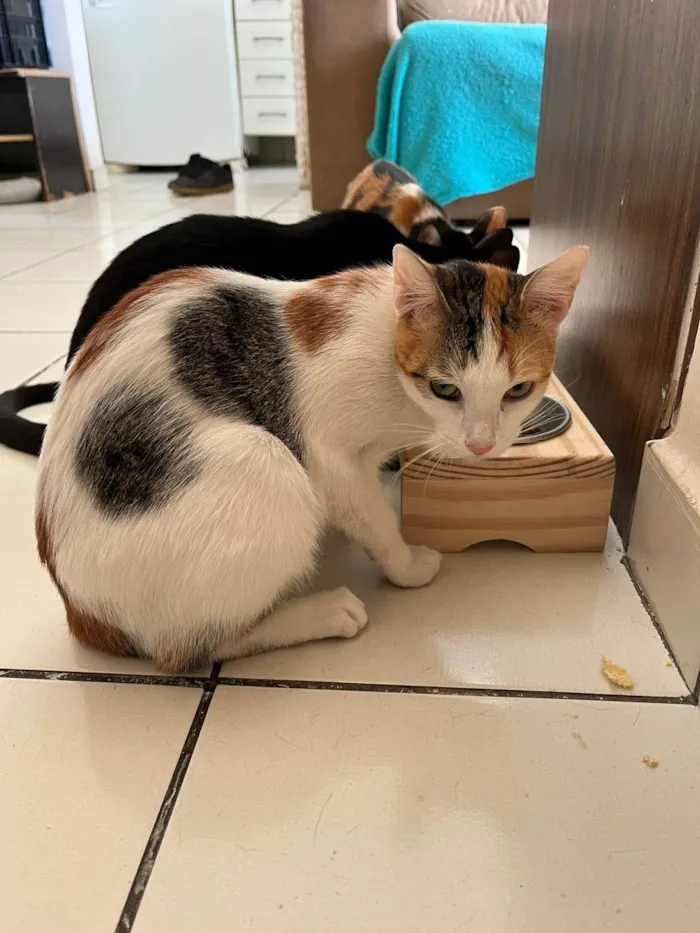 Gato ra a SRD-ViraLata idade 7 a 11 meses nome Bally